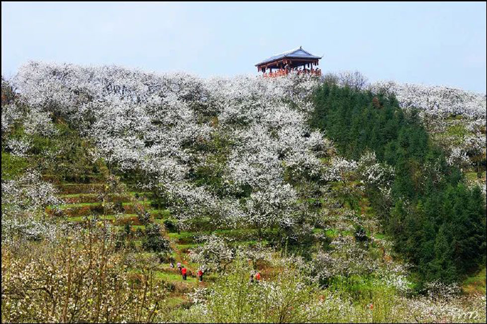 【春天，广西桂林灌阳县向您发出邀请！】我们在灌阳看梨花 - 游山玩水 - 滨州生活社区 - 滨州28生活网 bz.28life.net