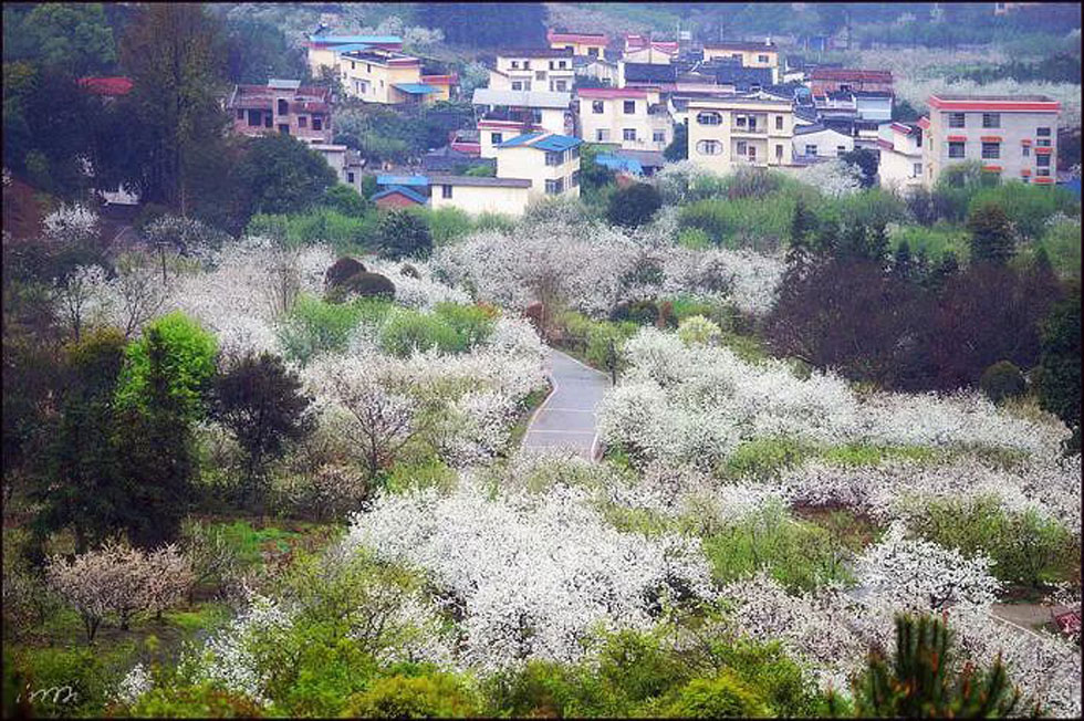 【春天，广西桂林灌阳县向您发出邀请！】我们在灌阳看梨花 - 游山玩水 - 滨州生活社区 - 滨州28生活网 bz.28life.net