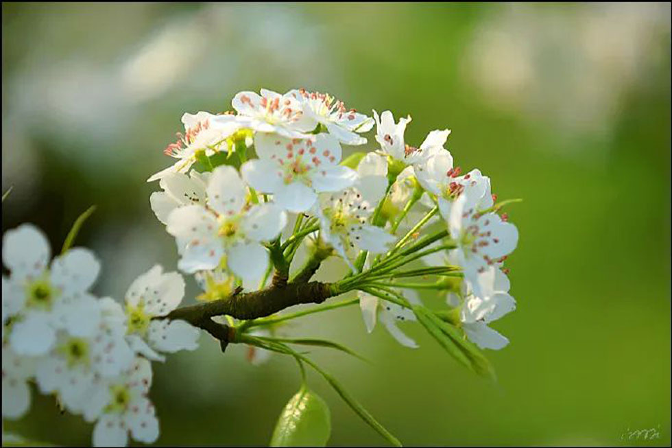 【春天，广西桂林灌阳县向您发出邀请！】我们在灌阳看梨花 - 游山玩水 - 滨州生活社区 - 滨州28生活网 bz.28life.net