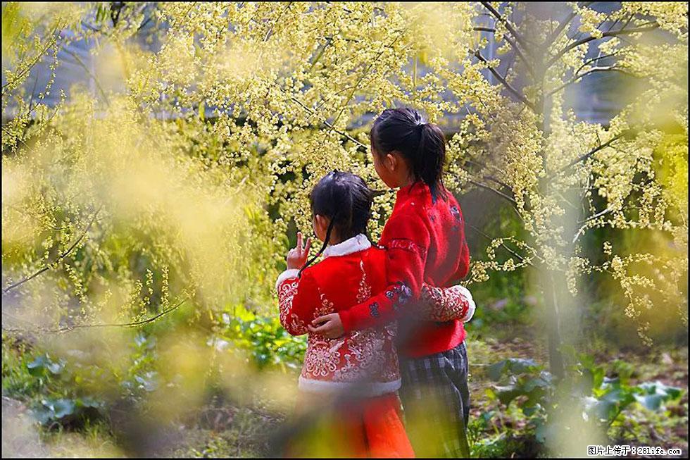 【春天，广西桂林灌阳县向您发出邀请！】米珠山前有片山苍子花在飘香 - 游山玩水 - 滨州生活社区 - 滨州28生活网 bz.28life.net