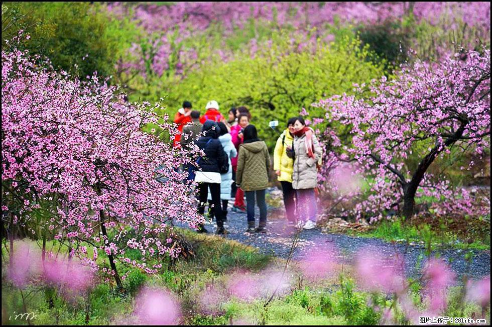 【春天，广西桂林灌阳县向您发出邀请！】官庄村有个醉美的桃花园 - 游山玩水 - 滨州生活社区 - 滨州28生活网 bz.28life.net