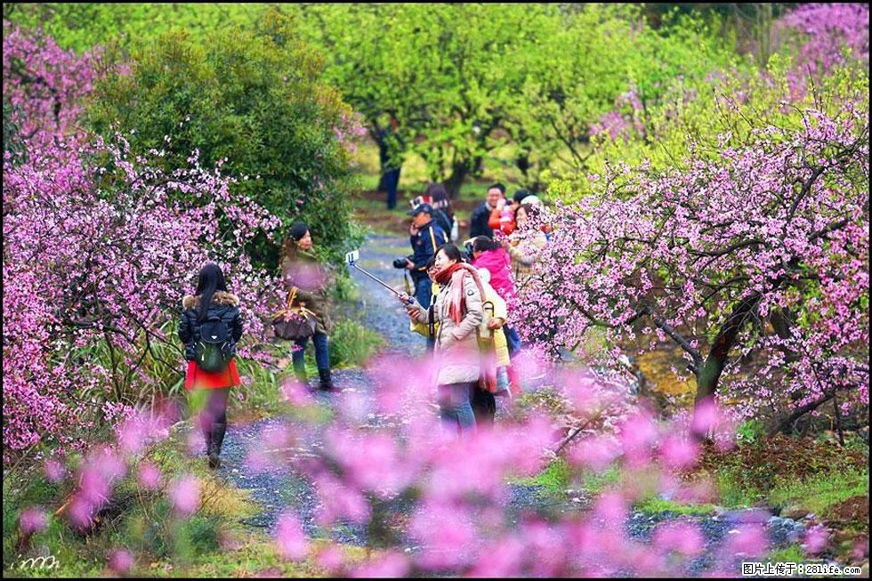 【春天，广西桂林灌阳县向您发出邀请！】官庄村有个醉美的桃花园 - 游山玩水 - 滨州生活社区 - 滨州28生活网 bz.28life.net