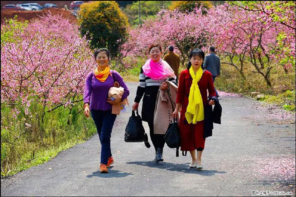 【春天，广西桂林灌阳县向您发出邀请！】官庄村有个醉美的桃花园 - 游山玩水 - 滨州生活社区 - 滨州28生活网 bz.28life.net