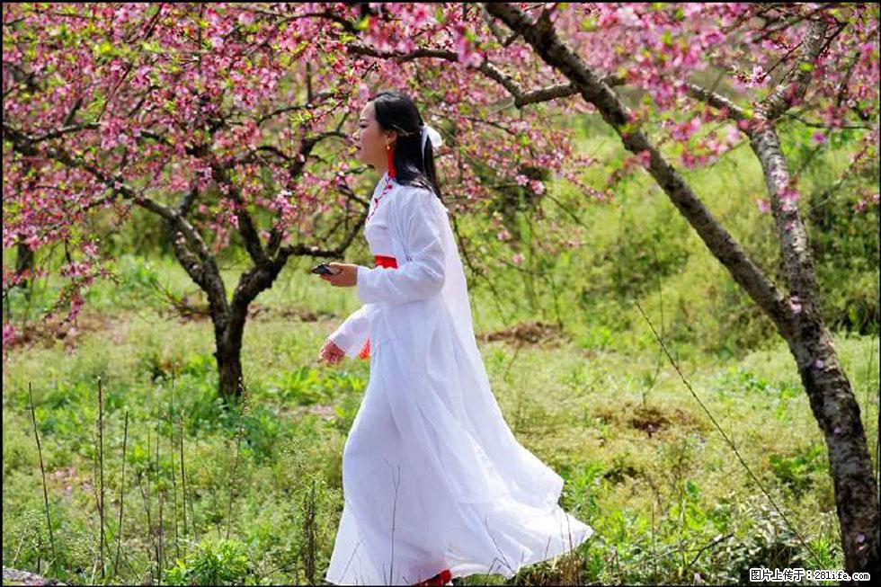 【春天，广西桂林灌阳县向您发出邀请！】官庄村有个醉美的桃花园 - 游山玩水 - 滨州生活社区 - 滨州28生活网 bz.28life.net