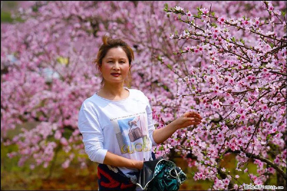 【春天，广西桂林灌阳县向您发出邀请！】官庄村有个醉美的桃花园 - 游山玩水 - 滨州生活社区 - 滨州28生活网 bz.28life.net