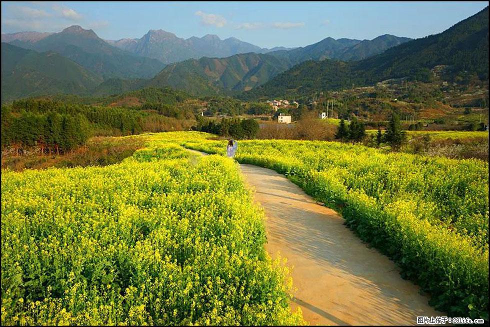 【春天，广西桂林灌阳县向您发出邀请！】长坪村油菜盛情花开 - 游山玩水 - 滨州生活社区 - 滨州28生活网 bz.28life.net