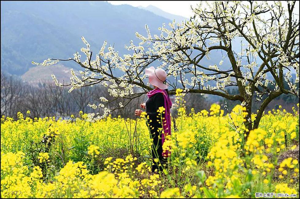 【春天，广西桂林灌阳县向您发出邀请！】长坪村油菜盛情花开 - 游山玩水 - 滨州生活社区 - 滨州28生活网 bz.28life.net
