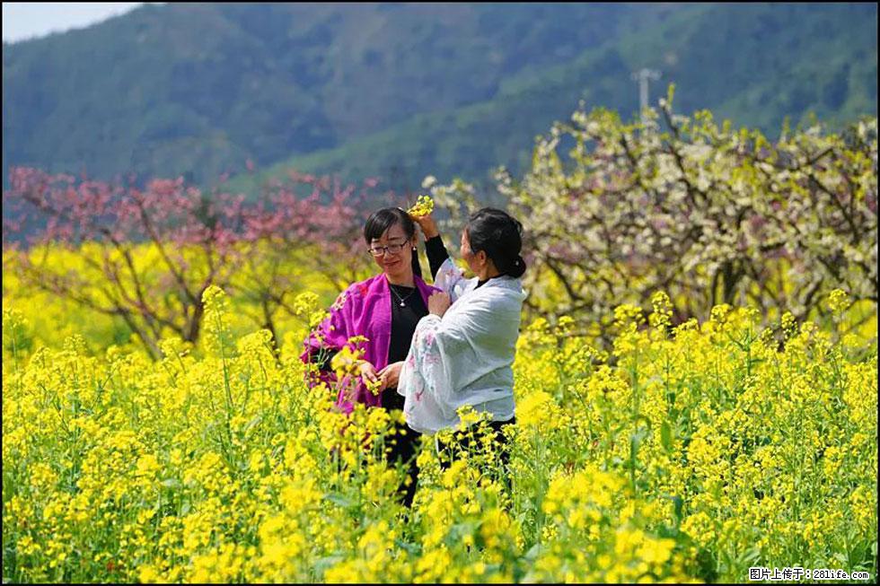 【春天，广西桂林灌阳县向您发出邀请！】长坪村油菜盛情花开 - 游山玩水 - 滨州生活社区 - 滨州28生活网 bz.28life.net