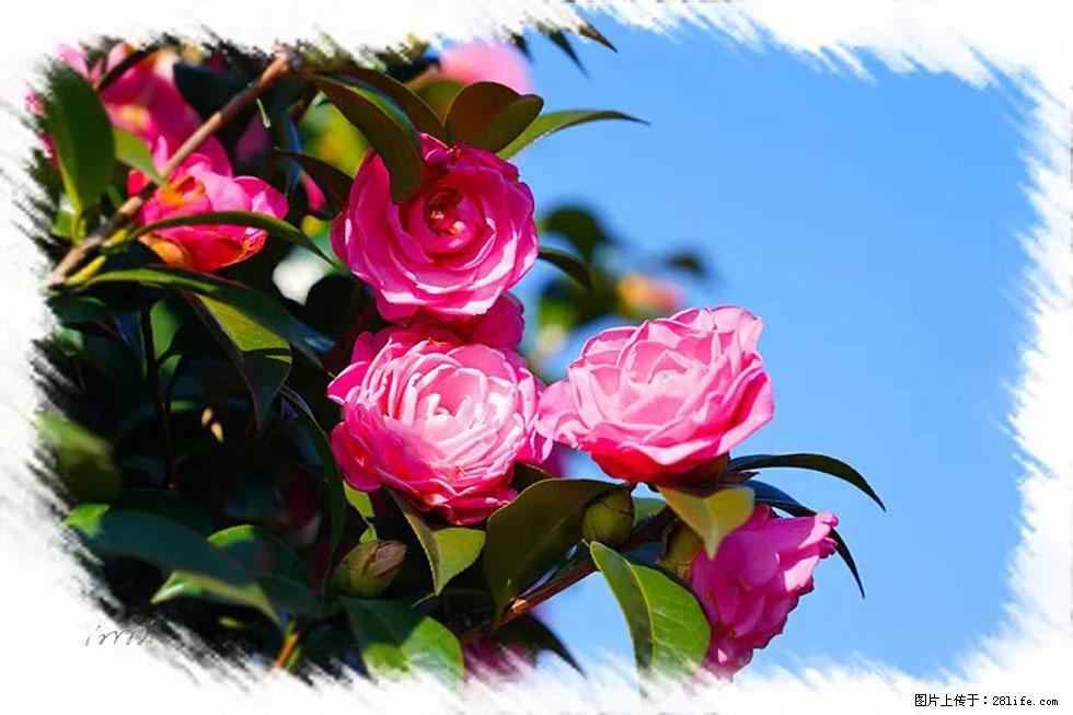 【春天，广西桂林灌阳县向您发出邀请！】杨柳井茶花惹人爱 - 游山玩水 - 滨州生活社区 - 滨州28生活网 bz.28life.net