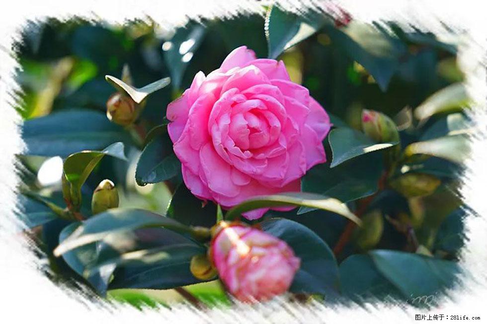 【春天，广西桂林灌阳县向您发出邀请！】杨柳井茶花惹人爱 - 游山玩水 - 滨州生活社区 - 滨州28生活网 bz.28life.net