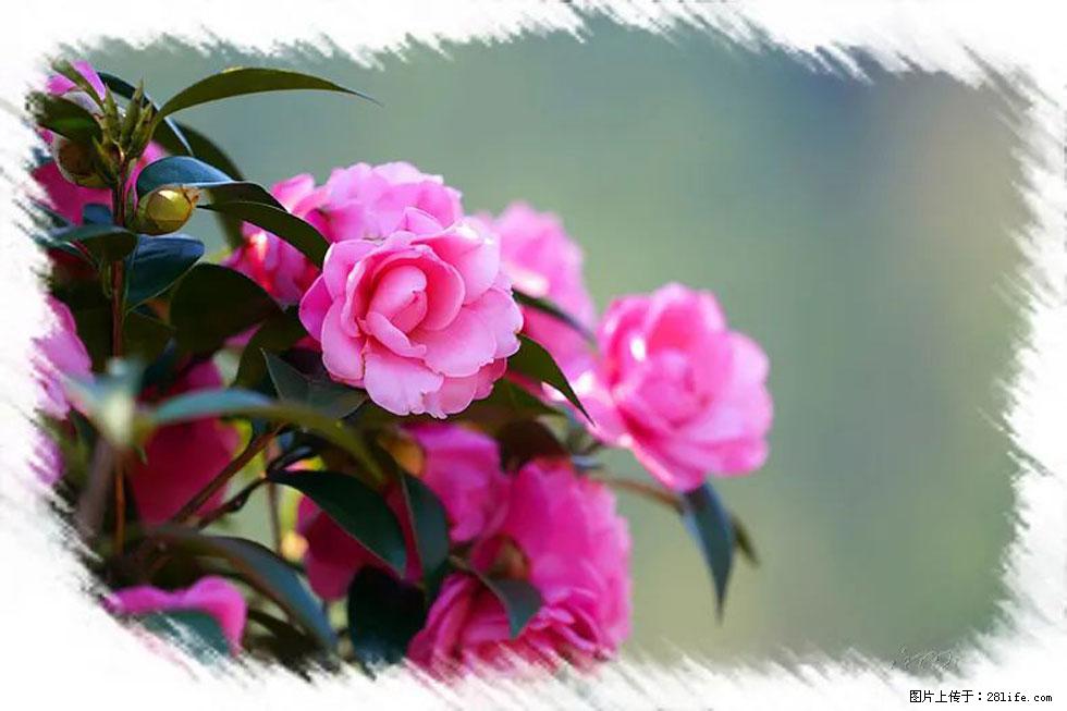 【春天，广西桂林灌阳县向您发出邀请！】杨柳井茶花惹人爱 - 游山玩水 - 滨州生活社区 - 滨州28生活网 bz.28life.net