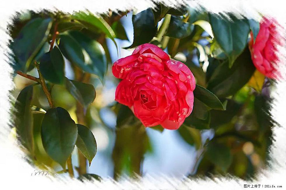 【春天，广西桂林灌阳县向您发出邀请！】杨柳井茶花惹人爱 - 游山玩水 - 滨州生活社区 - 滨州28生活网 bz.28life.net
