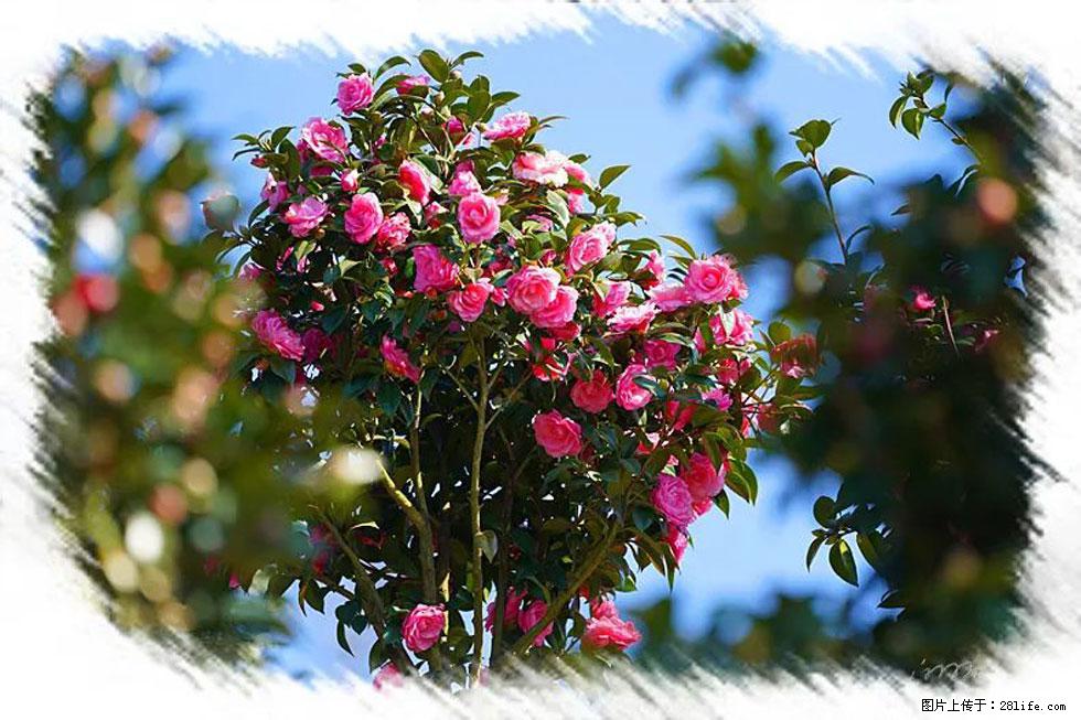 【春天，广西桂林灌阳县向您发出邀请！】杨柳井茶花惹人爱 - 游山玩水 - 滨州生活社区 - 滨州28生活网 bz.28life.net