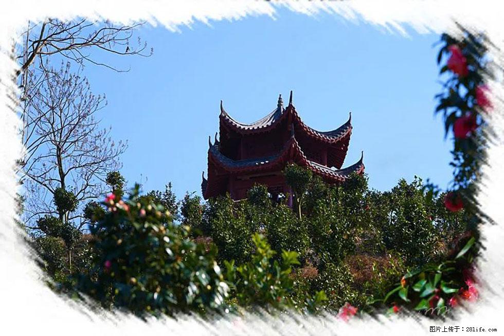 【春天，广西桂林灌阳县向您发出邀请！】杨柳井茶花惹人爱 - 游山玩水 - 滨州生活社区 - 滨州28生活网 bz.28life.net