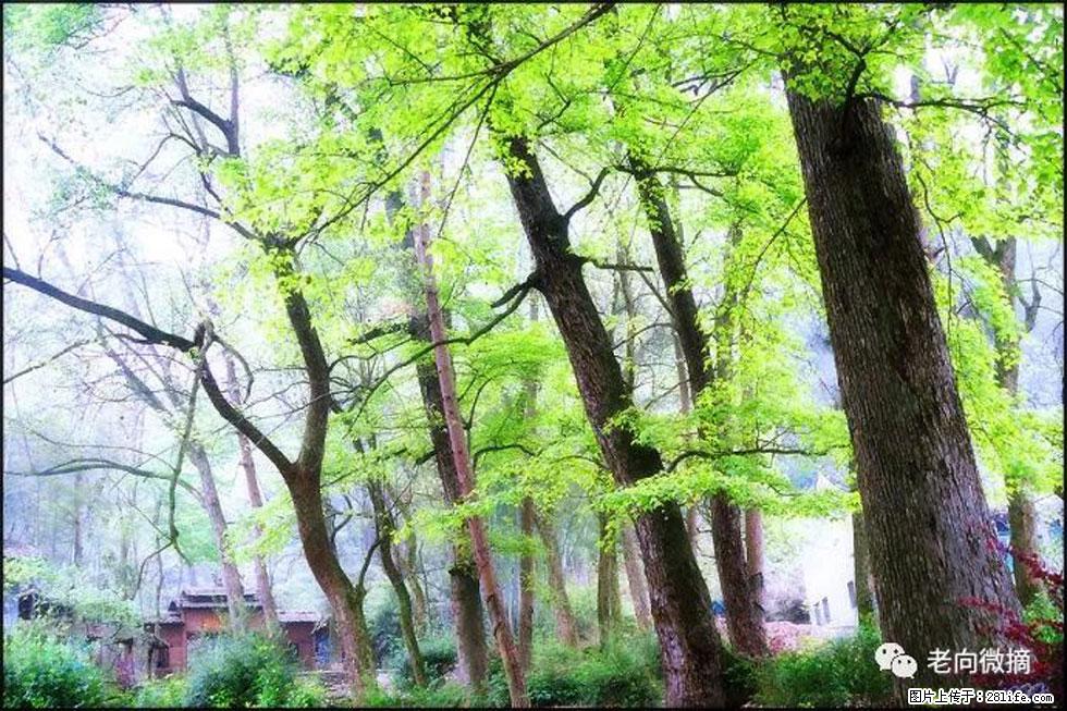 【春天，广西桂林灌阳县向您发出邀请！】在小龙村与春天约会 - 游山玩水 - 滨州生活社区 - 滨州28生活网 bz.28life.net