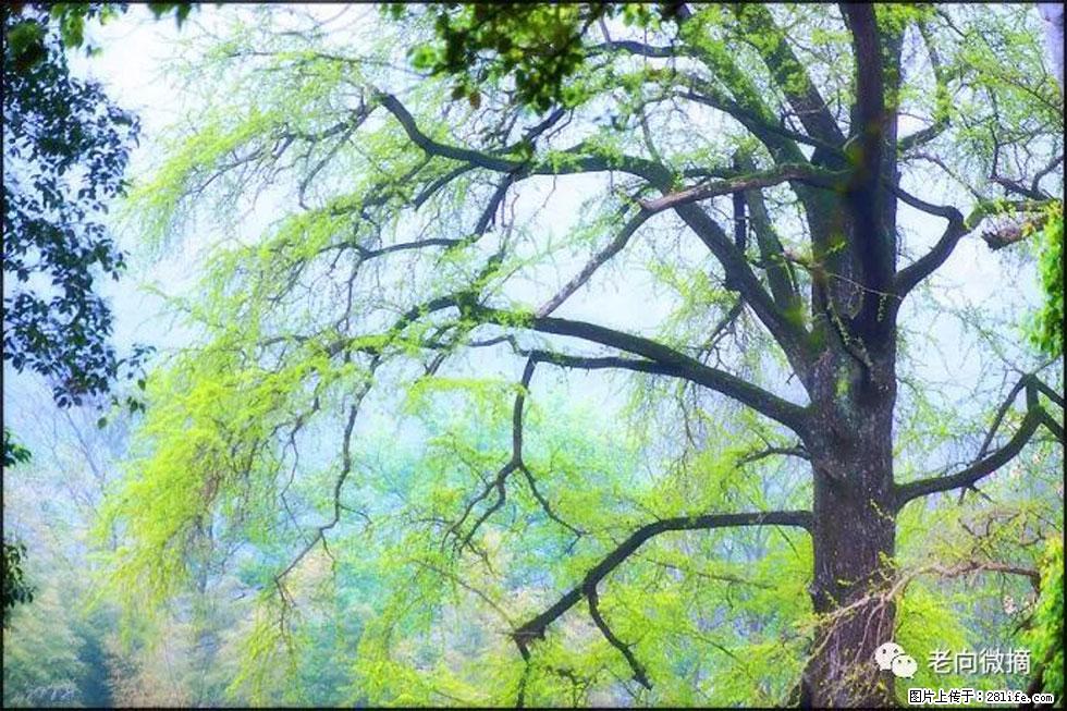 【春天，广西桂林灌阳县向您发出邀请！】在小龙村与春天约会 - 游山玩水 - 滨州生活社区 - 滨州28生活网 bz.28life.net