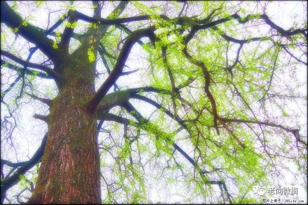 【春天，广西桂林灌阳县向您发出邀请！】在小龙村与春天约会 - 游山玩水 - 滨州生活社区 - 滨州28生活网 bz.28life.net