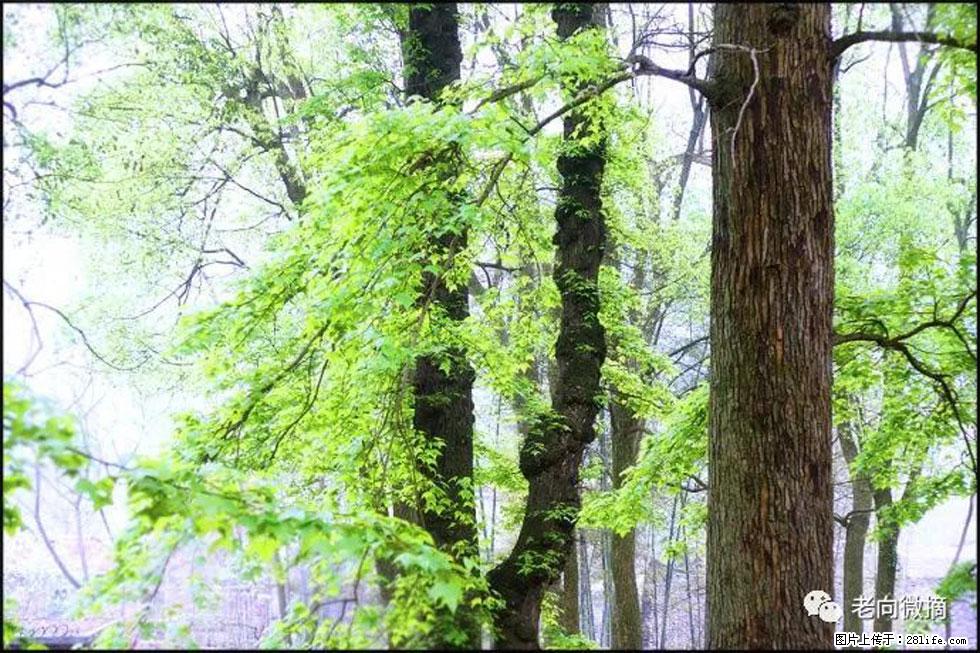 【春天，广西桂林灌阳县向您发出邀请！】在小龙村与春天约会 - 游山玩水 - 滨州生活社区 - 滨州28生活网 bz.28life.net