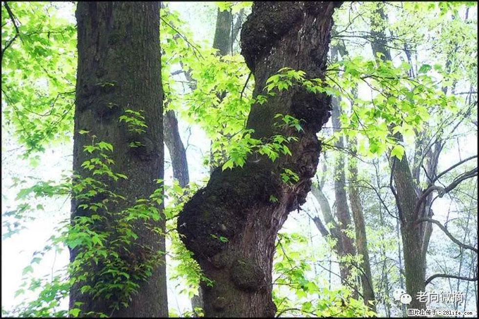【春天，广西桂林灌阳县向您发出邀请！】在小龙村与春天约会 - 游山玩水 - 滨州生活社区 - 滨州28生活网 bz.28life.net
