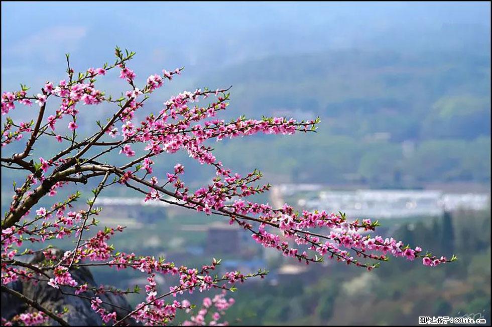 【春天，广西桂林灌阳县向您发出邀请！】望月岭上桃花开 - 游山玩水 - 滨州生活社区 - 滨州28生活网 bz.28life.net