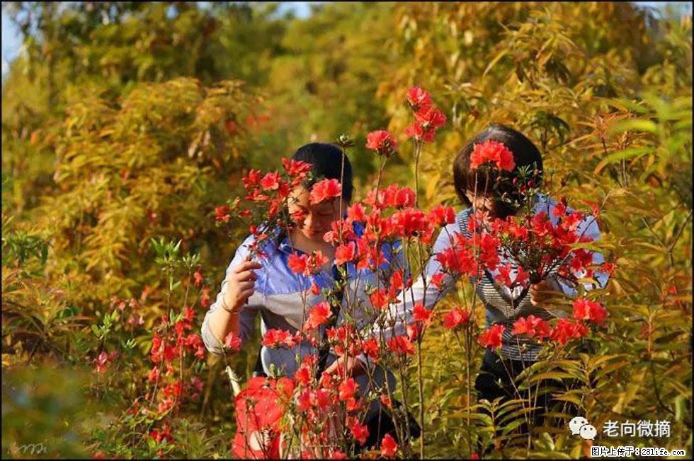 【春天，广西桂林灌阳县向您发出邀请！】登麒麟山，相约映山红 - 游山玩水 - 滨州生活社区 - 滨州28生活网 bz.28life.net