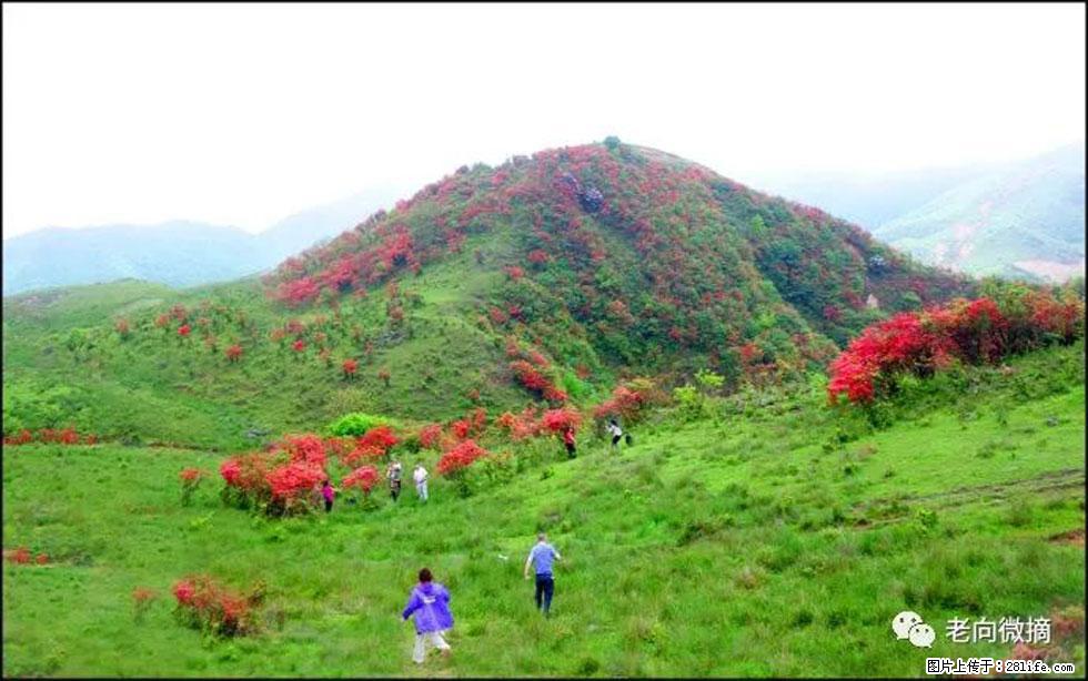 【春天，广西桂林灌阳县向您发出邀请！】宝盖山上映山红 - 游山玩水 - 滨州生活社区 - 滨州28生活网 bz.28life.net
