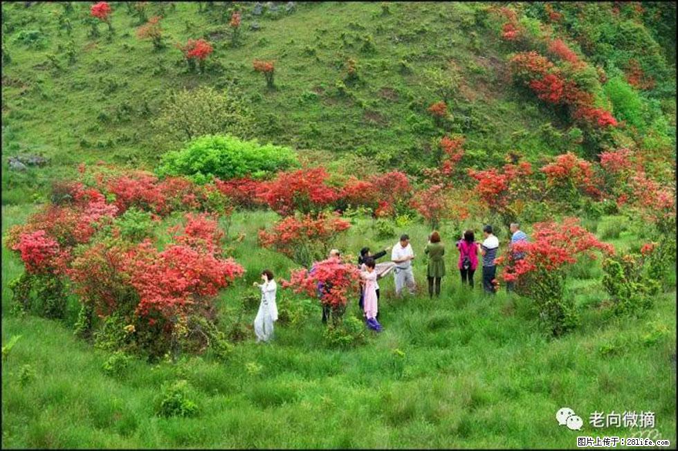 【春天，广西桂林灌阳县向您发出邀请！】宝盖山上映山红 - 游山玩水 - 滨州生活社区 - 滨州28生活网 bz.28life.net