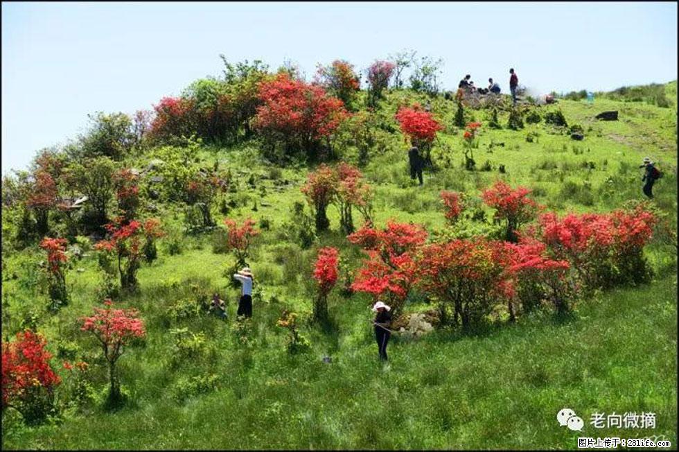 【春天，广西桂林灌阳县向您发出邀请！】宝盖山上映山红 - 游山玩水 - 滨州生活社区 - 滨州28生活网 bz.28life.net