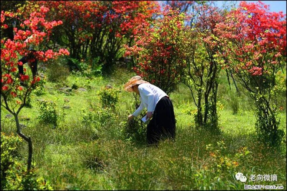 【春天，广西桂林灌阳县向您发出邀请！】宝盖山上映山红 - 游山玩水 - 滨州生活社区 - 滨州28生活网 bz.28life.net