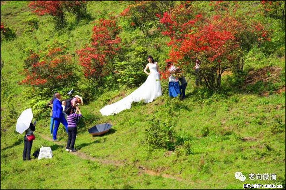 【春天，广西桂林灌阳县向您发出邀请！】宝盖山上映山红 - 游山玩水 - 滨州生活社区 - 滨州28生活网 bz.28life.net