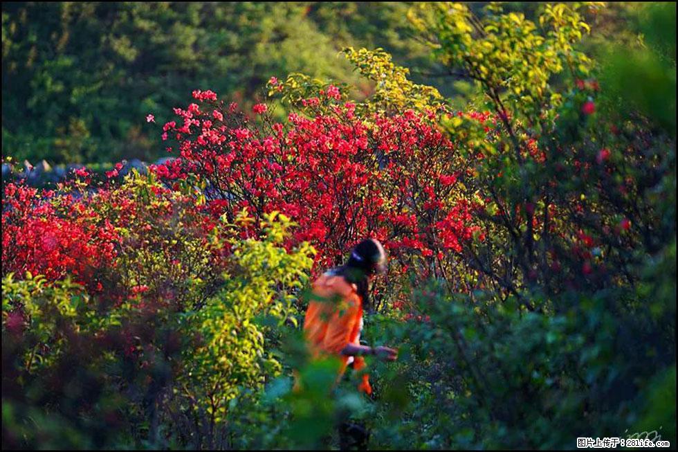 【春天，广西桂林灌阳县向您发出邀请！】春木界上映山红 - 游山玩水 - 滨州生活社区 - 滨州28生活网 bz.28life.net