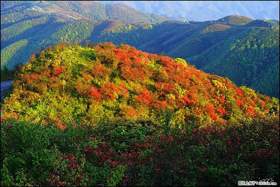 【春天，广西桂林灌阳县向您发出邀请！】春木界上映山红 - 游山玩水 - 滨州生活社区 - 滨州28生活网 bz.28life.net