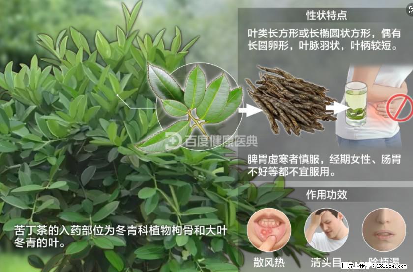苦丁茶有哪些功效和作用 - 生活百科 - 滨州生活社区 - 滨州28生活网 bz.28life.net