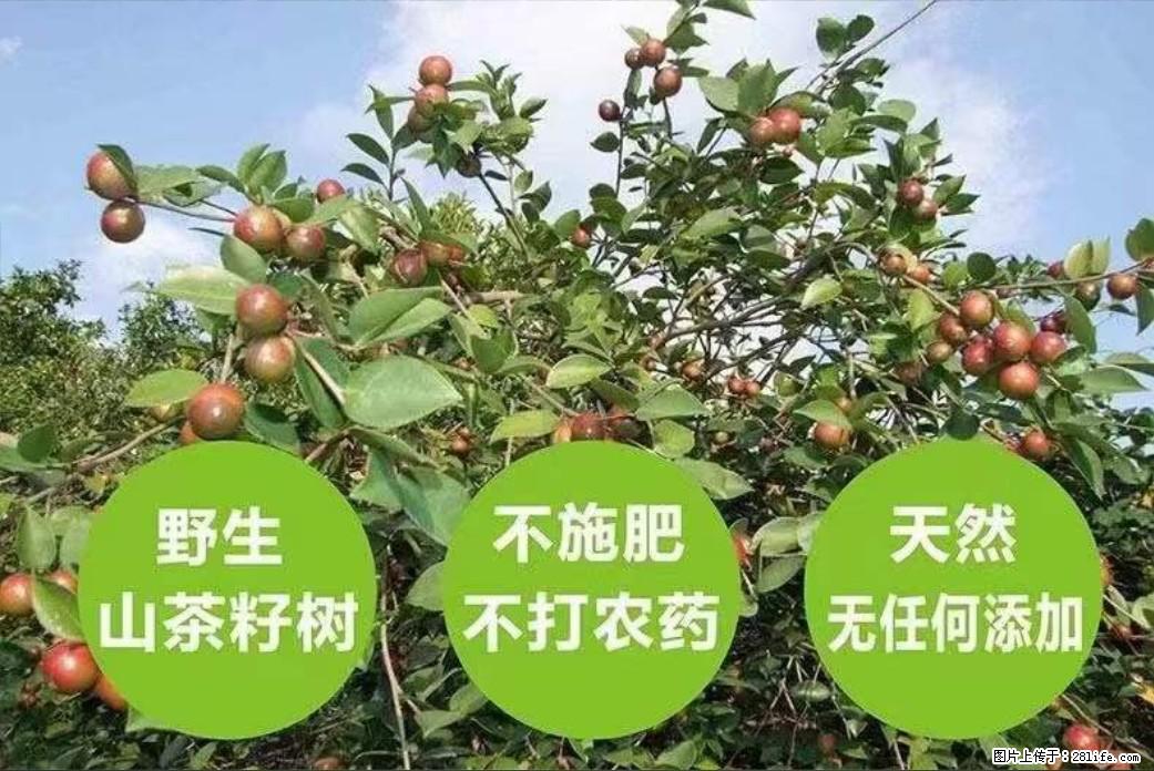 【灌阳县油茶产业示范区】一个有着充实的精神生活的人，对待身外之物自会有一种淡泊的态度 - 土特产 - 饮食特产 - 滨州分类信息 - 滨州28生活网 bz.28life.net