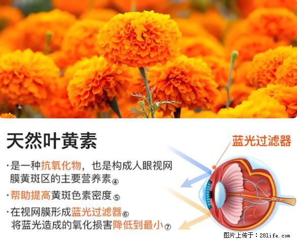 叶黄素有什么功效和作用 - 生活百科 - 滨州生活社区 - 滨州28生活网 bz.28life.net