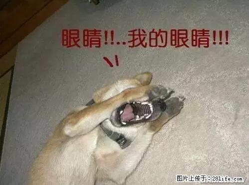 笑癫了！一女的怀孕三年未生，他终于忍不住了... - 娱乐八卦 - 滨州生活社区 - 滨州28生活网 bz.28life.net