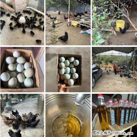 油茶园从小鸡仔开始养起的纯土鸡、土鸡蛋可以预定啦！还有前几天刚榨的纯山茶油哦 - 美食天地 - 滨州生活社区 - 滨州28生活网 bz.28life.net
