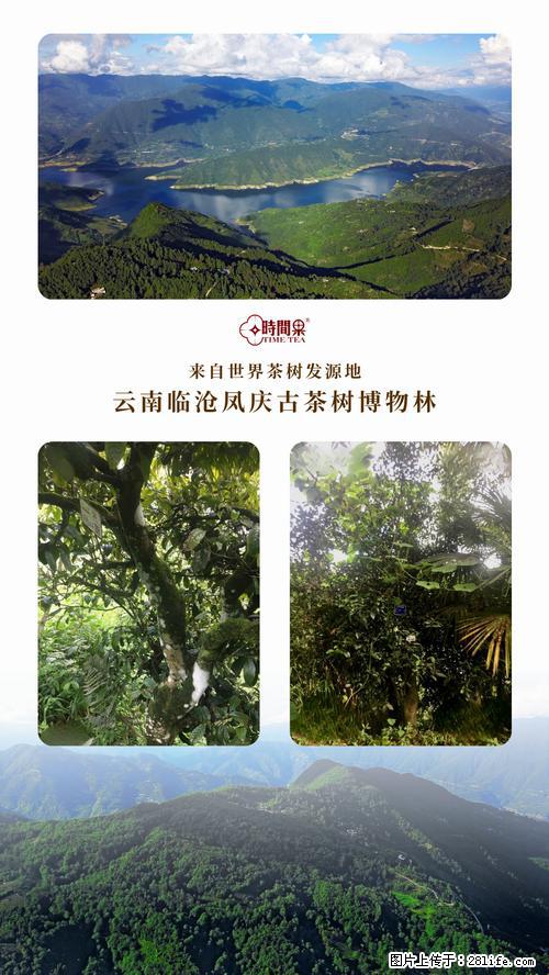 时间果百年古树2025年春红茶 - 购物交流 - 滨州生活社区 - 滨州28生活网 bz.28life.net