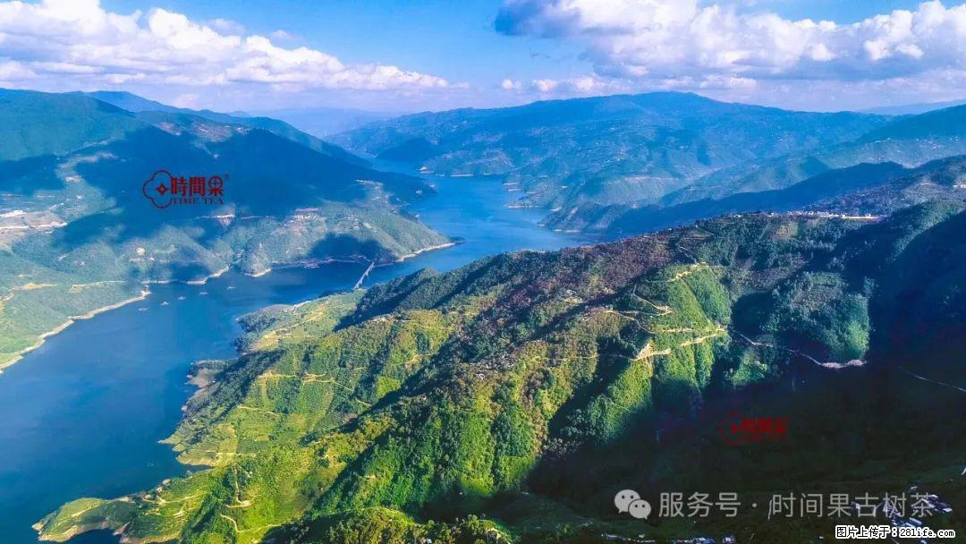 时间果百年古树龙珠普洱生茶 - 购物交流 - 滨州生活社区 - 滨州28生活网 bz.28life.net