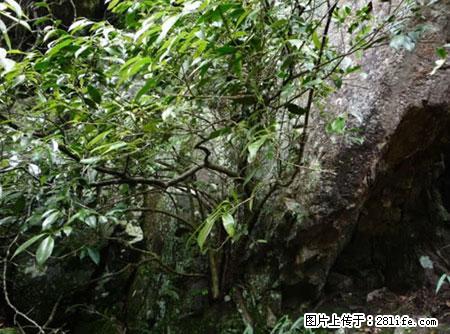 平乐石崖茶，珍贵仅次于金花茶 - 滨州生活资讯 - 滨州28生活网 bz.28life.net
