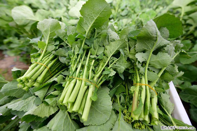 这些蔬菜是“天然钙片”，这6种被医生重点推荐 - 滨州生活资讯 - 滨州28生活网 bz.28life.net